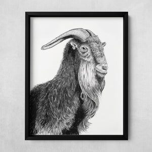 charcoal drawing goat animal fine art print in black frame
