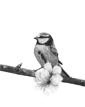 songbird charcoal art print