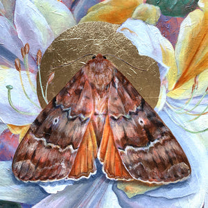 copper underwing moth white rhododendron painting gold leaf detail