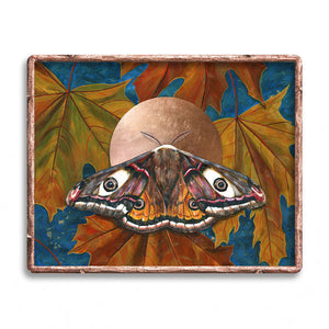 emperor moth art print copper frame
