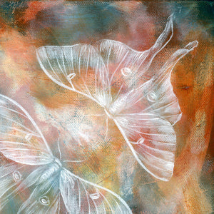 ethereal moth painting luna moth art Aimee Schreiber 