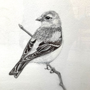 finch bird graphite drawing 