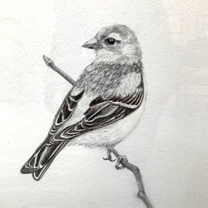 finch bird graphite drawing