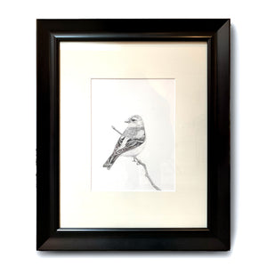 finch bird graphite drawing in black frame
