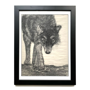 wolf charcoal drawing by Danny Schreiber