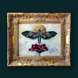 hawk moth rose painting gold frame aimee schreiber