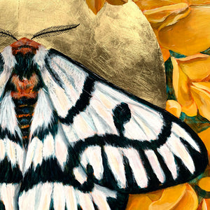 hera buckmoth scotch broom moth painting gold detail