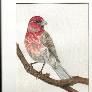 Finch red bird watercolor painting detail