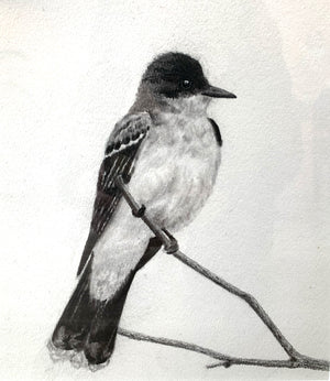 kingbird charcoal drawing