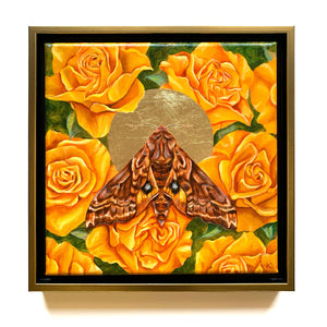 small-eyed-sphinx moth yellow rose painting