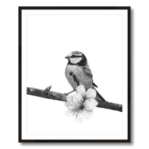 songbird charcoal art print framed 24x30