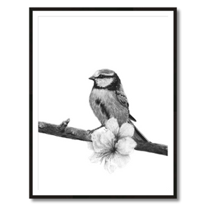 songbird charcoal art print framed 30x40