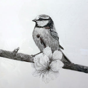 songbird charcoal drawing with blossoms