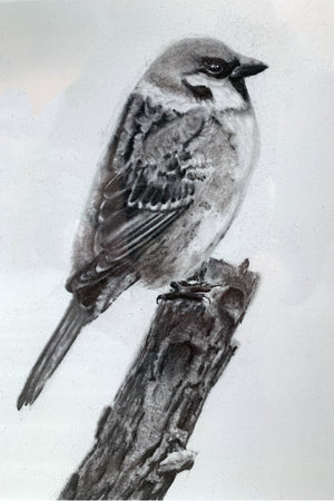 sparrow charcoal drawing 