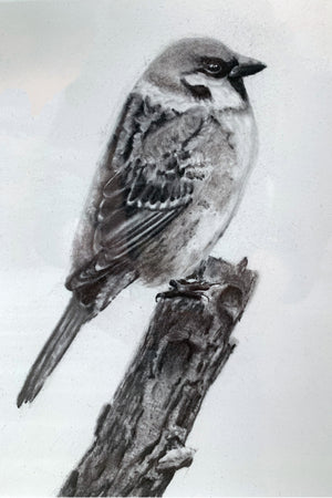 sparrow charcoal drawing