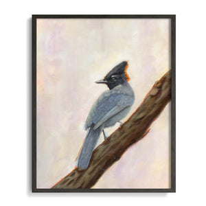 Steller's Jay art print in frame