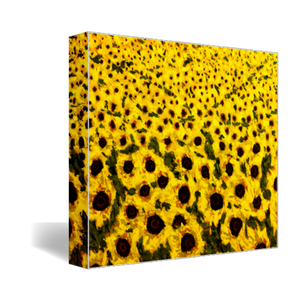 sunflower field art print on canvas 11x14