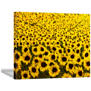 sunflower field art print on canvas 30x40