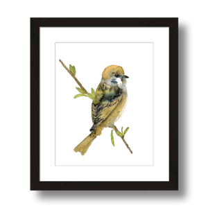 tree sparrow art print framed 8x10