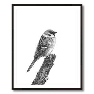 tree sparrow charcoal art print framed 24x30
