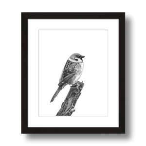 tree sparrow charcoal art print framed 8x10