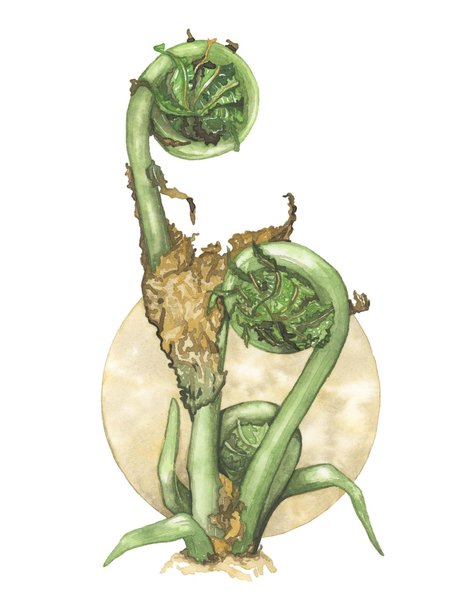 fiddlehead watercolor painting