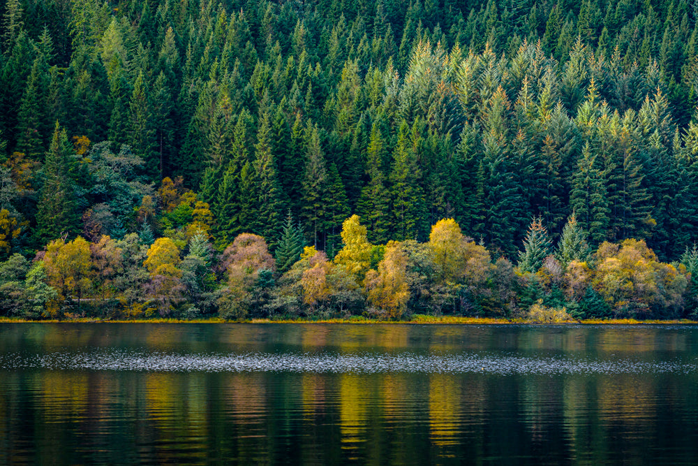 "Autumn Color on Loch Chon, Trossachs, Scotland" by Lou MacMillan