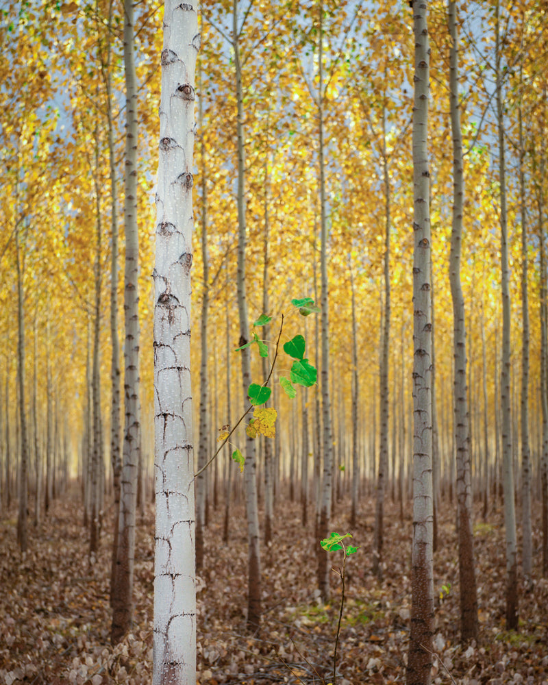 "Stay Gold" by Heather Binns