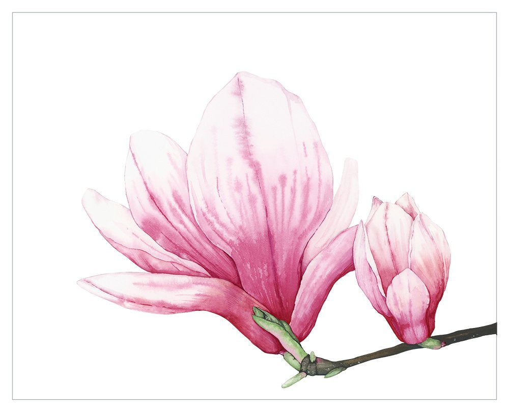 magnolia watercolor painting