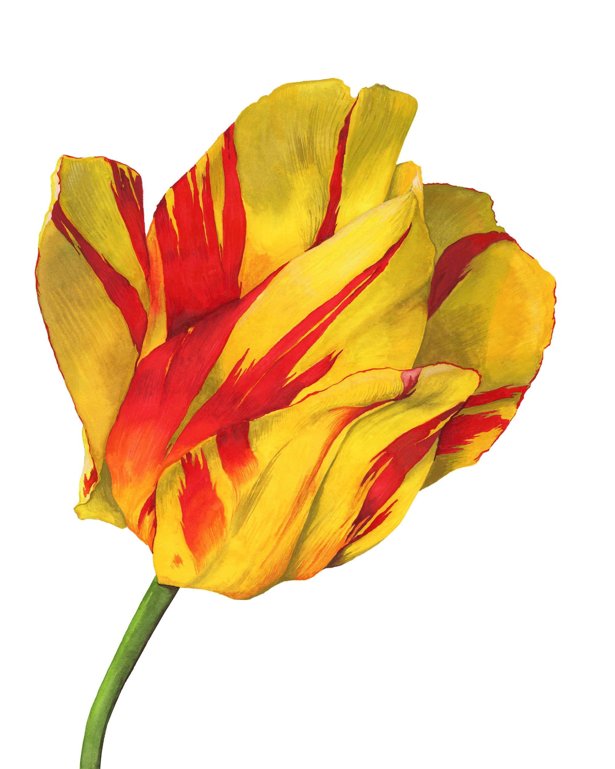 yellow tulip watercolor painting