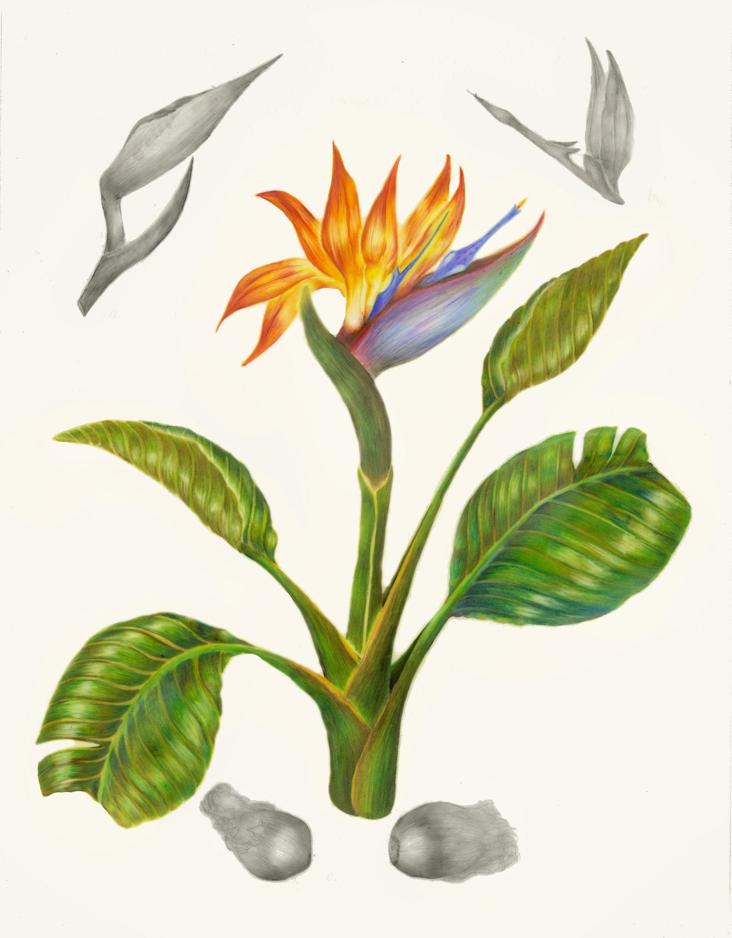strelitzia colored pencil drawing