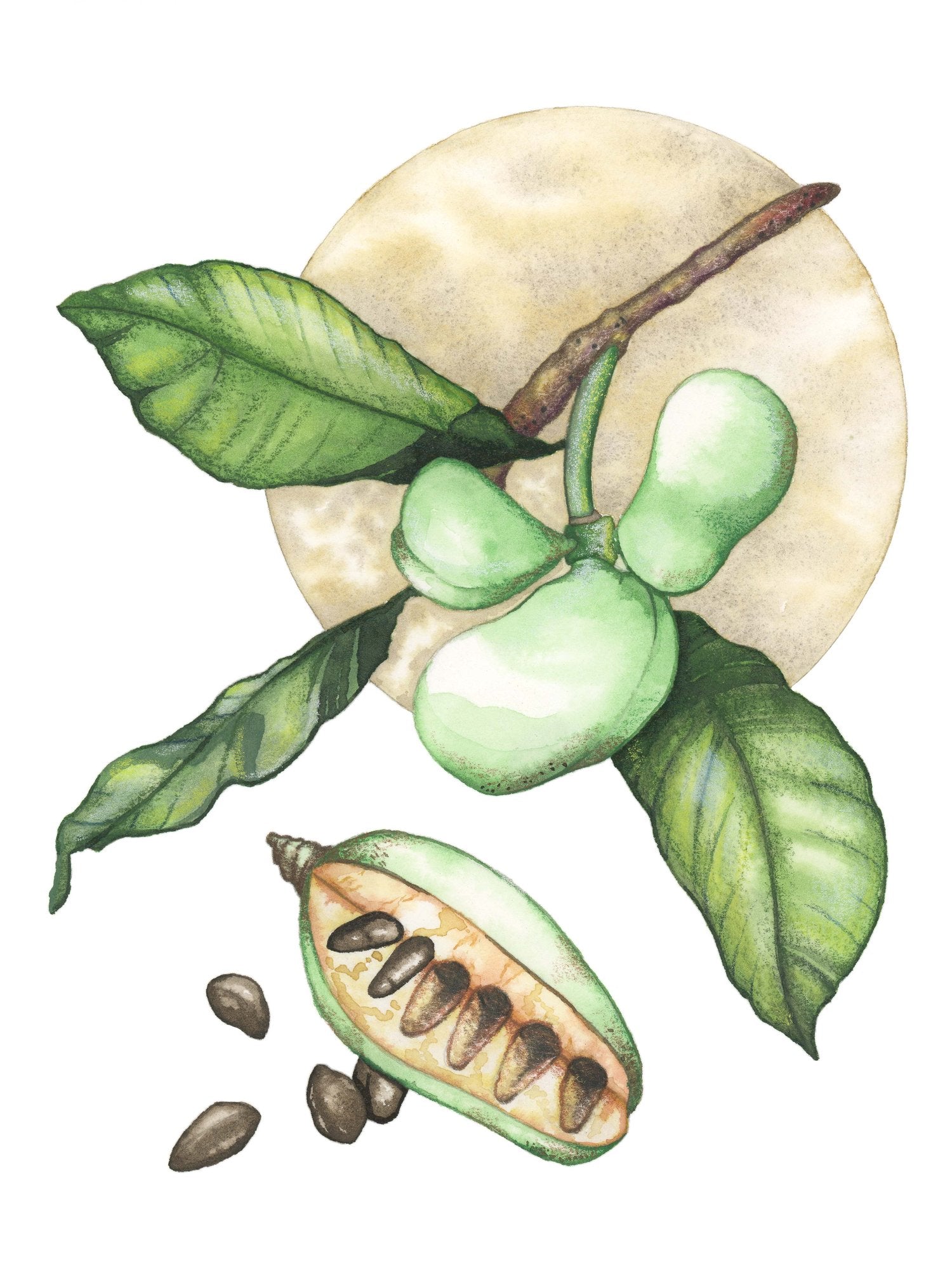 pawpaw watercolor painting