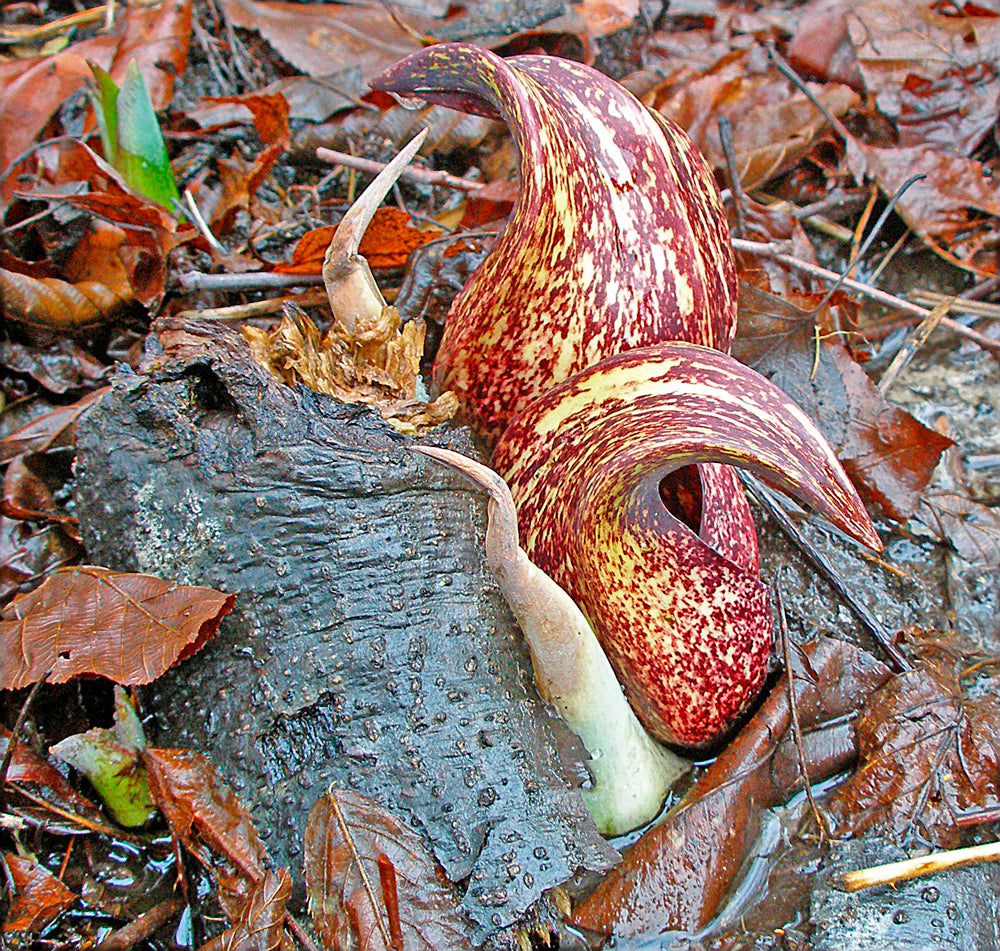 "First Growth" by Frank Winters