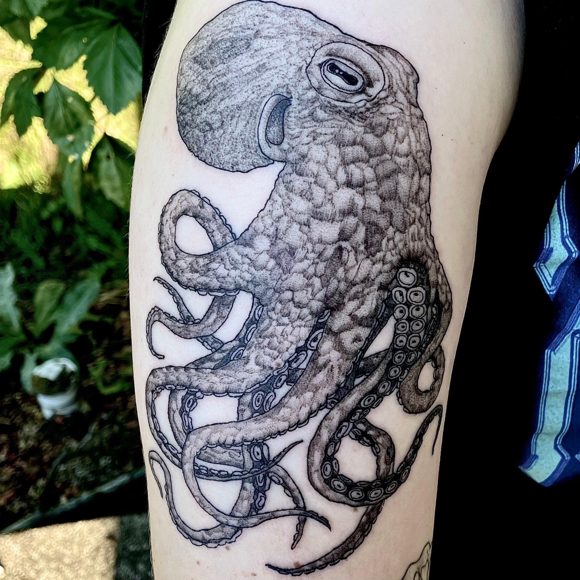 illustrative realism black and grey octopus tattoo by Danny Schreiber