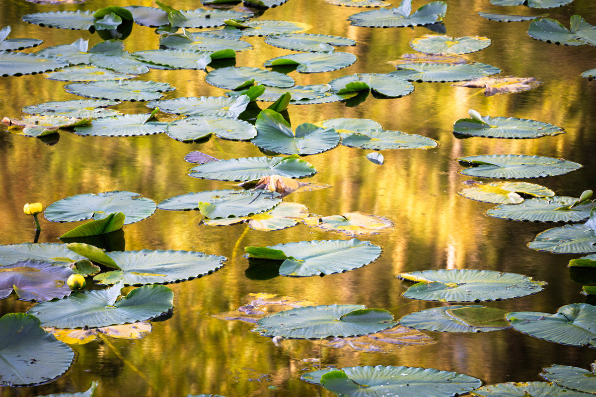 "Padded" by Jefferson Spring