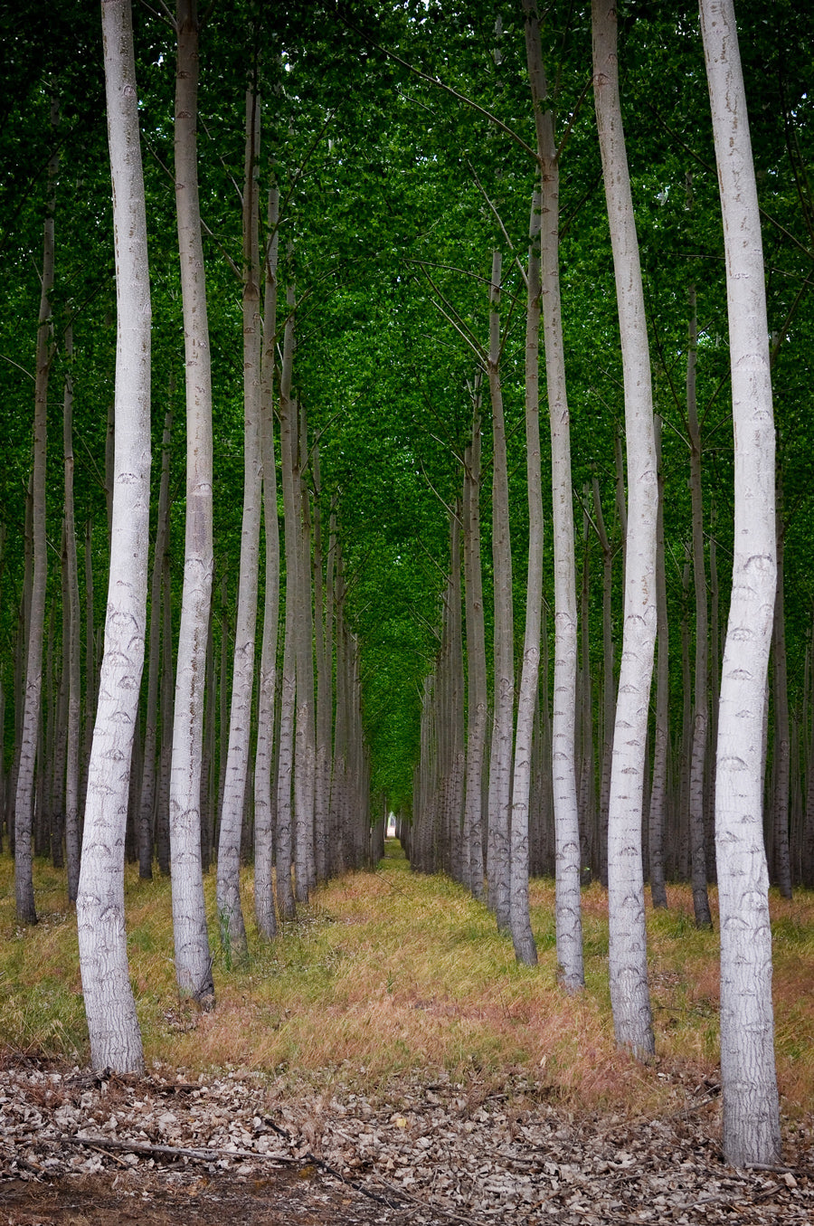 "Portal" by Heather Binns