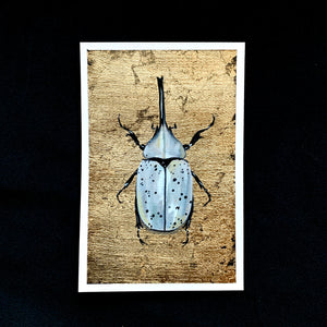 white hercules beetle painting air element