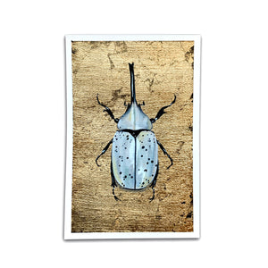 white hercules beetle painting air element