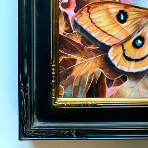 alchemy yellow tau emperor moth painting black frame detail