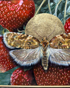 "Allow" Strawberry Tortrix Moth Painting