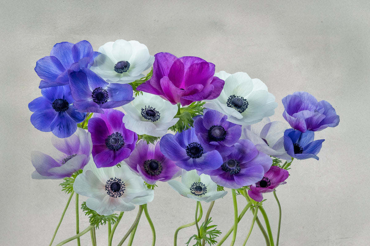 "Anemones" by Lynn Helbrecht