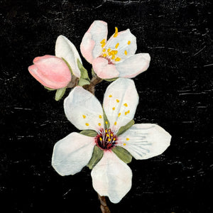 apple blossom painting texture detail
