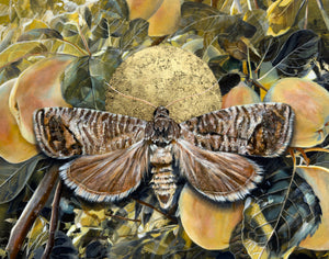 "Not ours alone" Apple Codling Moth Painting