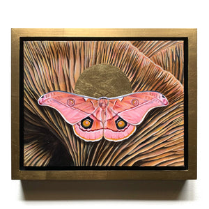 pink emperor gum moth mushroom painting in gold float frame 