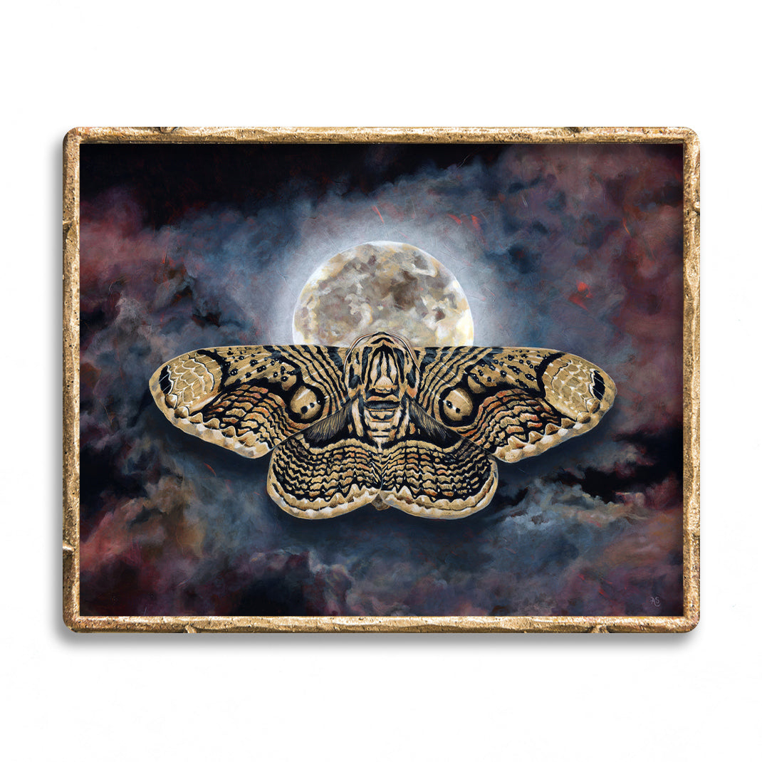 "Beyond" Wallich's Owl Moth Art Print
