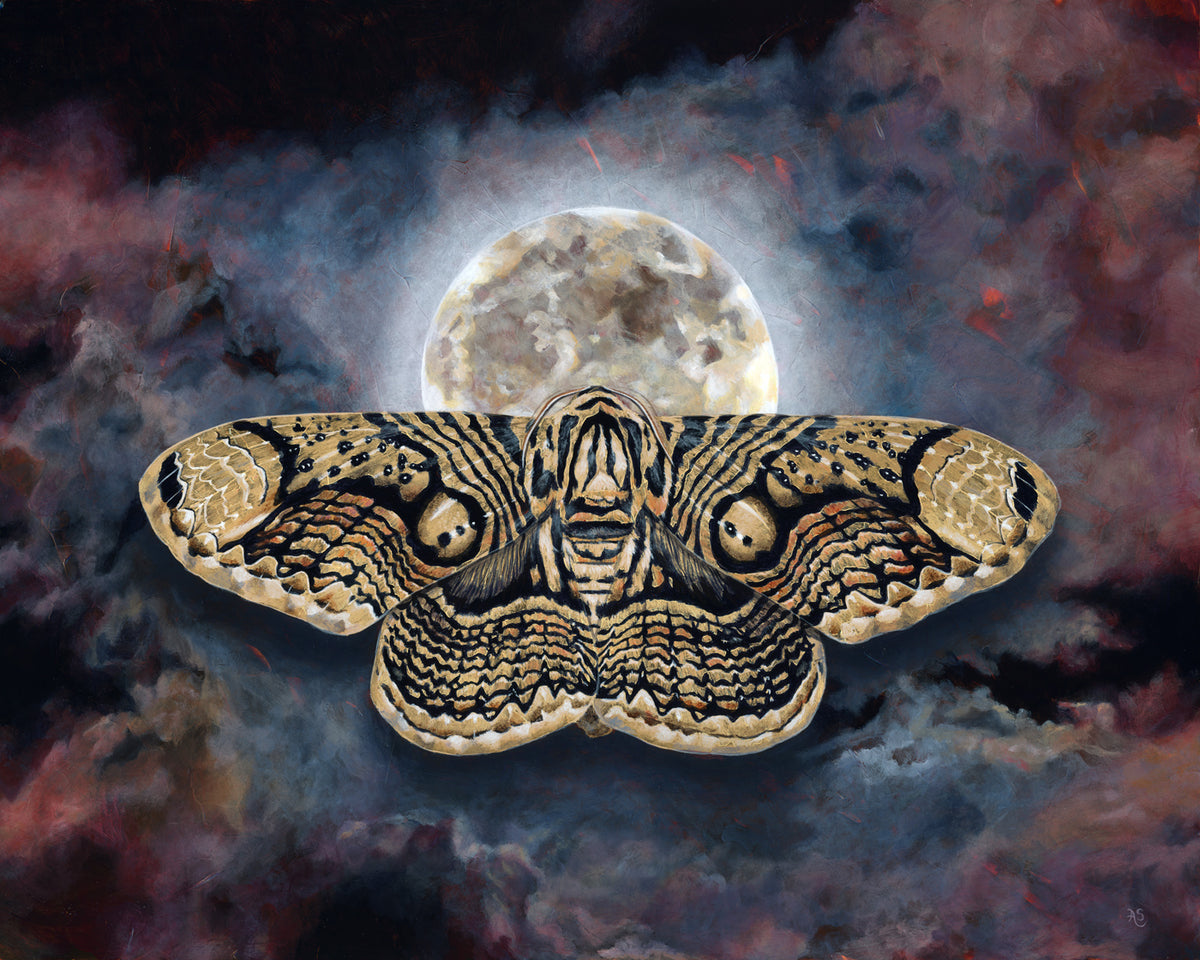 Wallich&#39;s owl moth full moon painting by Aimee Schreiber