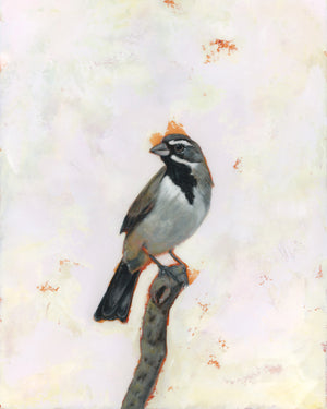 black-throated sparrow art print