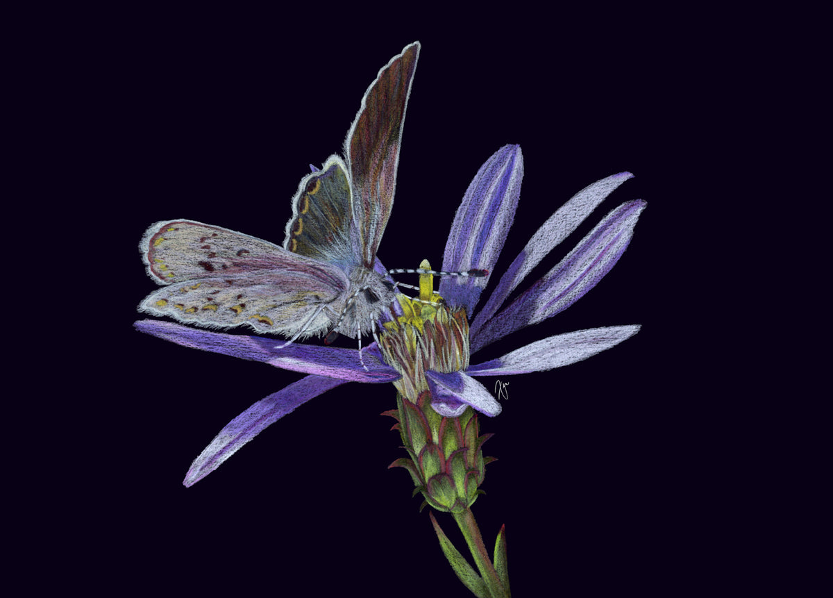 "Anna's Flower" by Zia A