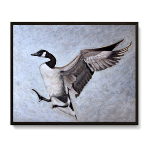 canada goose art print