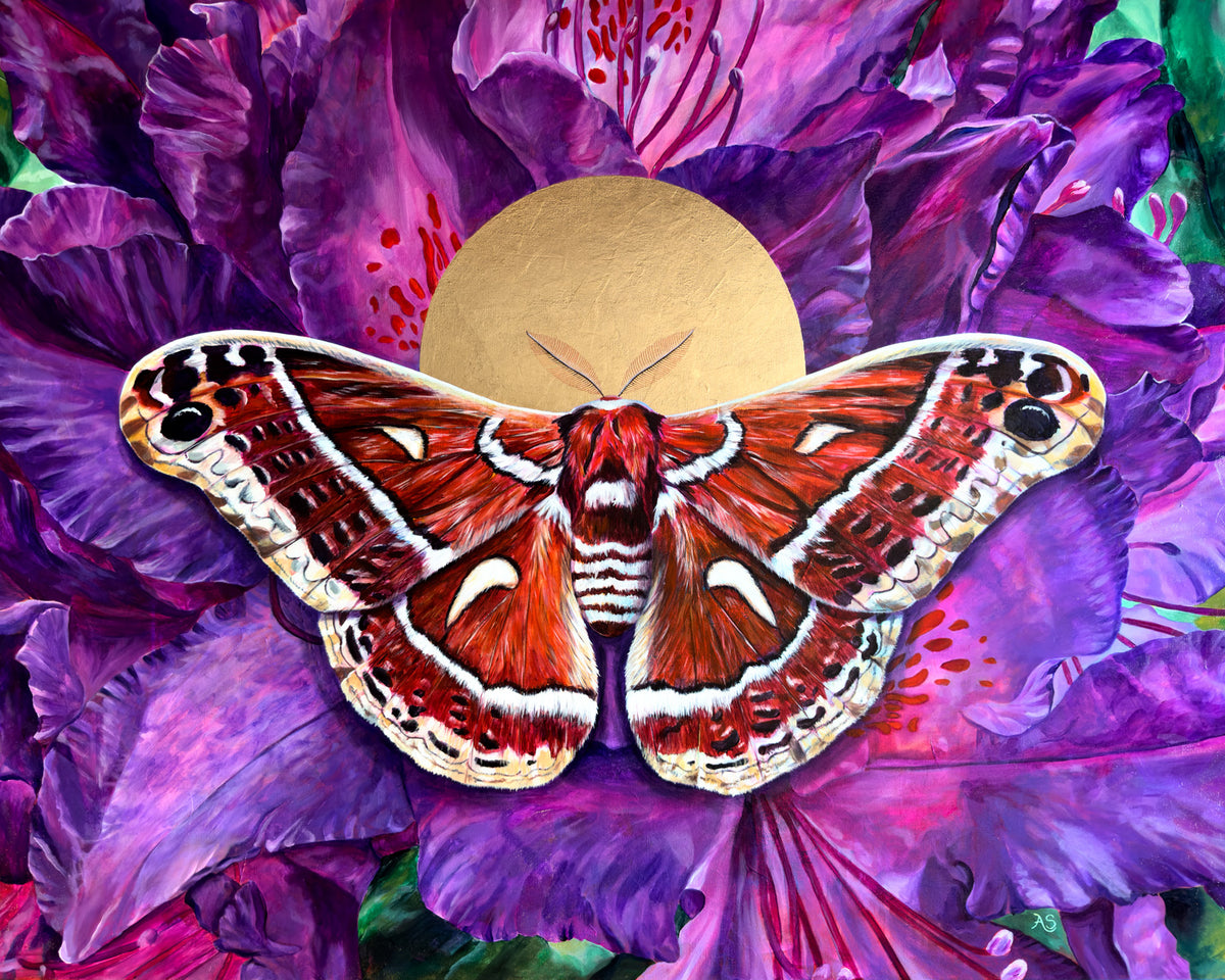 https://thecopperwolf.com/cdn/shop/files/ceanothus-silkmoth-art-print-4x5-crop_1200x.jpg?v=1688657125